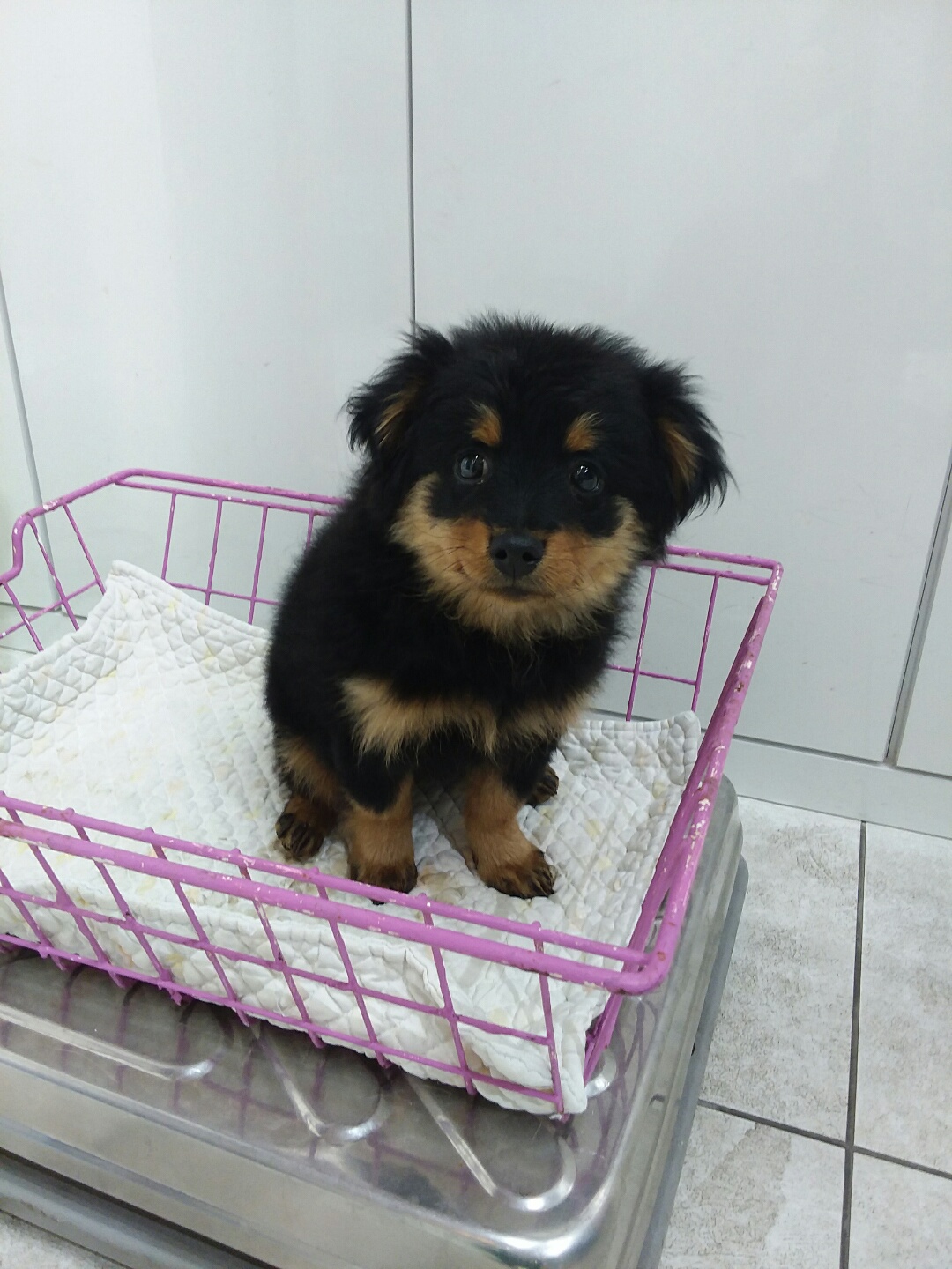 종료(입양) 믹스견…